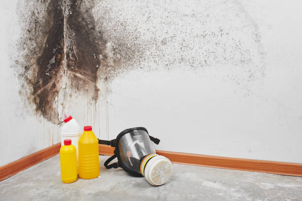 Best Crawl Space Mold Removal  in Mount Hope, WV