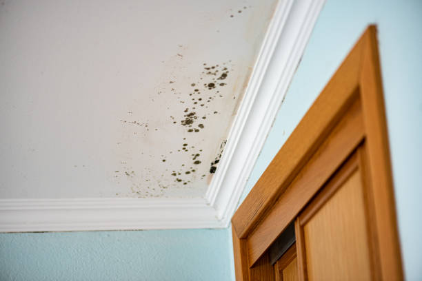 Best Office Mold Removal Services  in Mount Hope, WV