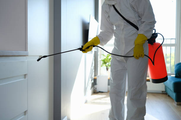 Best Local Mold Removal Service  in Mount Hope, WV