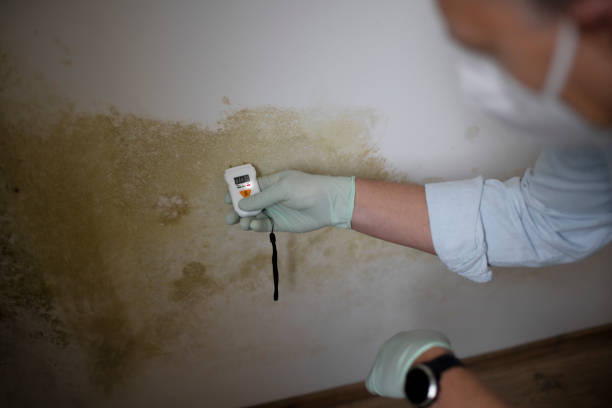 Best Mold Removal and Inspection  in Mount Hope, WV