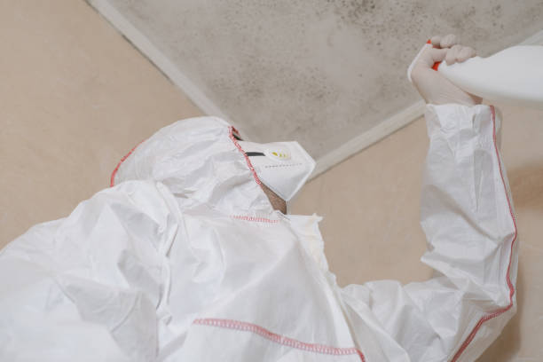 Attic Mold Removal in Mount Hope, WV