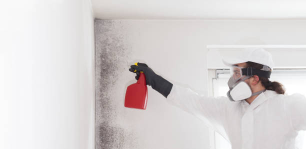 Crawl Space Mold Removal in Mount Hope, WV