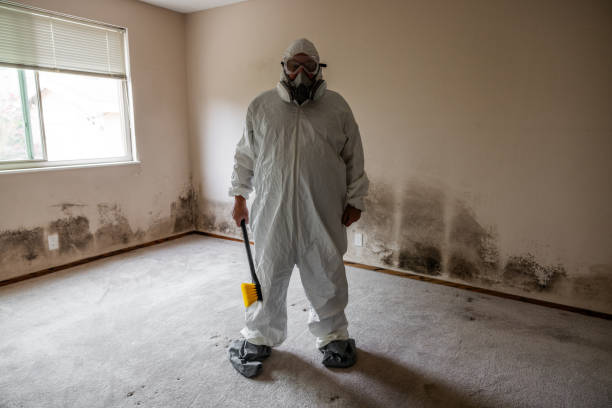 Best Black Mold Removal  in Mount Hope, WV