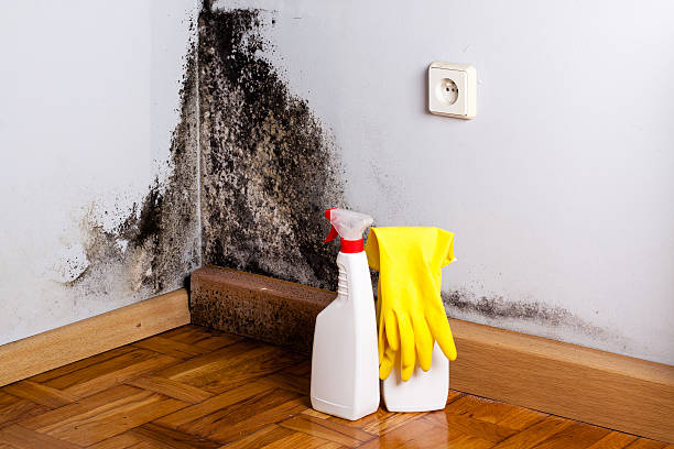 Best Mold Testing and Removal  in Mount Hope, WV