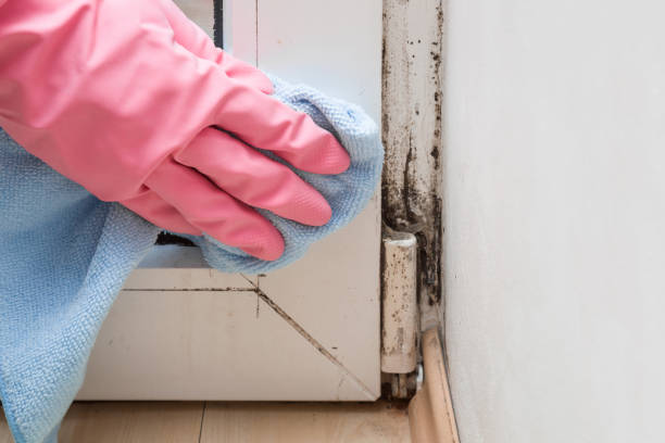 Best Mold Remediation  in Mount Hope, WV
