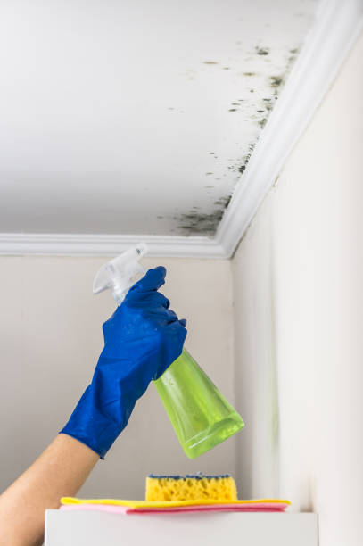 Best Attic Mold Removal  in Mount Hope, WV