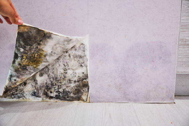 Mold Removal and Inspection in Mount Hope, WV